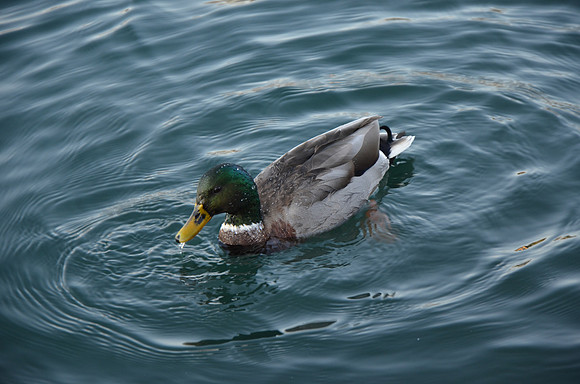DSC_6216