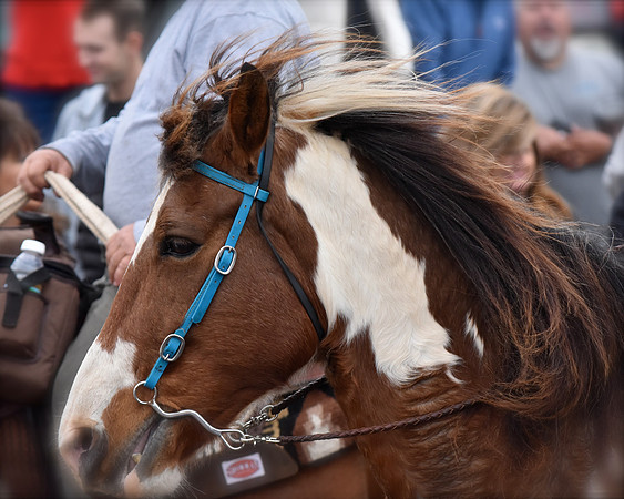 DSC_0455